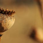 اوردوز تریاک