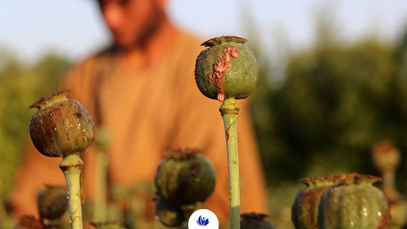 مشخصات ظاهری تریاک، از گیاهی به نام خشخاش