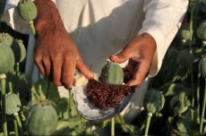 عوارض خوردن شیره تریاک