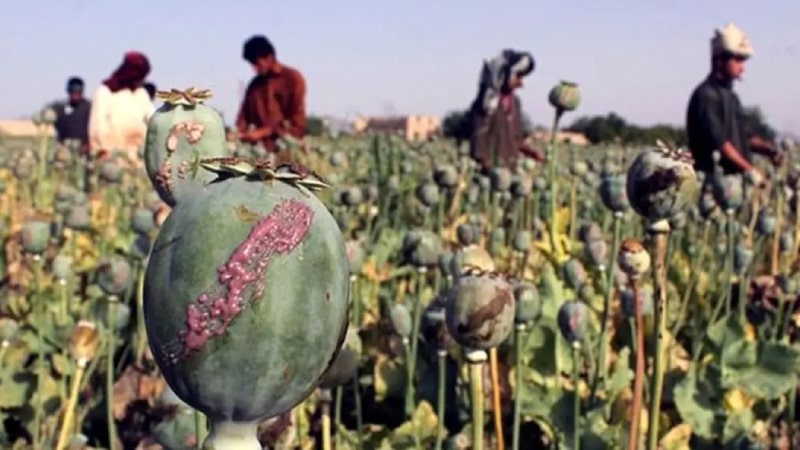 چرا برخی تصور می‌کنند که تریاک برای دیابت خوب است؟